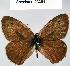  (Cercyonis - CSG23351 C BC)  @15 [ ] Unspecified (default): All Rights Reserved  Unspecified Unspecified