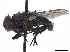  ( - BIOUG52777-H02)  @11 [ ] CreativeCommons - Attribution (2020) CBG Photography Group Centre for Biodiversity Genomics