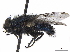  ( - BIOUG52777-H03)  @11 [ ] CreativeCommons - Attribution (2020) CBG Photography Group Centre for Biodiversity Genomics