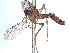  ( - BIOUG62753-D10)  @11 [ ] CreativeCommons - Attribution (2021) CBG Photography Group Centre for Biodiversity Genomics