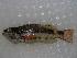  (Serranus psittacinus - JHLOW00001)  @14 [ ] Unspecified (default): All Rights Reserved  Unspecified Unspecified