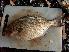  (Kyphosus vaigiensis - JHLOW00295)  @14 [ ] Unspecified (default): All Rights Reserved  Unspecified Unspecified