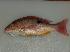 (Lutjanus guttatus - JHLOW00309)  @14 [ ] Unspecified (default): All Rights Reserved  Unspecified Unspecified