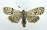  ( - DH002590)  @14 [ ] CreativeCommons - Attribution (2010) Unspecified Centre for Biodiversity Genomics