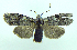  ( - DH002632)  @14 [ ] CreativeCommons - Attribution (2010) Unspecified Centre for Biodiversity Genomics