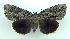  ( - DH003375)  @13 [ ] CreativeCommons - Attribution (2010) Unspecified Centre for Biodiversity Genomics