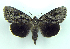  (Catocala nr. residua - DH003384)  @13 [ ] CreativeCommons - Attribution (2010) Unspecified Centre for Biodiversity Genomics