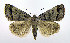  ( - DH010045)  @15 [ ] CreativeCommons - Attribution (2010) Unspecified Centre for Biodiversity Genomics