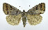  ( - DH010061)  @14 [ ] CreativeCommons - Attribution (2010) Unspecified Centre for Biodiversity Genomics