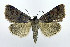  ( - DH010070)  @14 [ ] CreativeCommons - Attribution (2010) Unspecified Centre for Biodiversity Genomics
