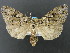  (Xestia fabulosa - DH008615)  @13 [ ] CreativeCommons - Attribution (2010) Unspecified Centre for Biodiversity Genomics