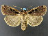  (Eueretagrotis - DH005452)  @15 [ ] CreativeCommons - Attribution (2010) Unspecified Centre for Biodiversity Genomics