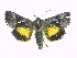  (Syngrapha microgamma - DH010088)  @13 [ ] CreativeCommons - Attribution (2010) Unspecified Centre for Biodiversity Genomics