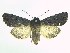  (Melanchra assimilis - DH010177)  @14 [ ] CreativeCommons - Attribution (2010) Unspecified Centre for Biodiversity Genomics