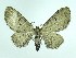  (Eupithecia indistincta - DH010527)  @14 [ ] CreativeCommons - Attribution (2010) Unspecified Centre for Biodiversity Genomics