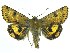  (Heliothis acesias - DH010836)  @14 [ ] CreativeCommons - Attribution (2010) Unspecified Centre for Biodiversity Genomics