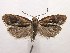  (Epinotia septemberana - MDH000433)  @14 [ ] CreativeCommons - Attribution (2010) Unspecified Centre for Biodiversity Genomics
