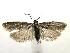 (Epinotia vertumnana - MDH002145)  @13 [ ] CreativeCommons - Attribution (2010) Unspecified Centre for Biodiversity Genomics