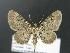  (Eupithecia satyrata - DH012809)  @13 [ ] Unspecified (default): All Rights Reserved  Unspecified Unspecified