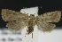  (Hypenodes n. sp. 5 - DH013167)  @13 [ ] Unspecified (default): All Rights Reserved  Unspecified Unspecified