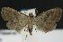  (Hypenodes n. sp. 2 - DH013179)  @13 [ ] Unspecified (default): All Rights Reserved  Unspecified Unspecified