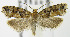  (Zeiraphera canadensis - MDH006313)  @15 [ ] Unspecified (default): All Rights Reserved  Unspecified Unspecified