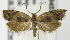  (Ancylis albacostana - MDH004571)  @14 [ ] Unspecified (default): All Rights Reserved  Unspecified Unspecified