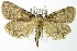  (Aglossa pinguinalis - DH0014973)  @15 [ ] Unspecified (default): All Rights Reserved  Unspecified Unspecified