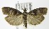  (Ortholepis myricella - MDH004751)  @14 [ ] Unspecified (default): All Rights Reserved  Unspecified Unspecified