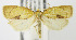  (Cenopis mesospila - MDH004961)  @13 [ ] Unspecified (default): All Rights Reserved  Unspecified Unspecified