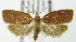  (Cenopis diluticostana - MDH006785)  @14 [ ] Unspecified (default): All Rights Reserved  Unspecified Unspecified