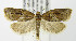  (Argyrotaenia repertana - MDH004225)  @14 [ ] Unspecified (default): All Rights Reserved  Unspecified Unspecified
