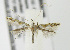  (Acrocercops albinatella - MDH006188)  @14 [ ] Unspecified (default): All Rights Reserved  Unspecified Unspecified