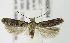  (Neotelphusa querciella - MDH005764)  @14 [ ] Unspecified (default): All Rights Reserved  Unspecified Unspecified