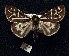  (Grammia elongata - BCSC251)  @14 [ ] Unspecified (default): All Rights Reserved  Unspecified Unspecified