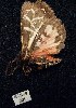  (Grammia williamsii - BCSC301)  @12 [ ] Unspecified (default): All Rights Reserved  Unspecified Unspecified