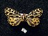  (Grammia kodara - BCSC347)  @13 [ ] Unspecified (default): All Rights Reserved  Unspecified Unspecified