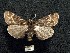  (Holoarctia sordida - BCSC399)  @12 [ ] Unspecified (default): All Rights Reserved  Unspecified Unspecified