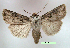  (Agrotis obliqua - UASM106934)  @15 [ ] Unspecified (default): All Rights Reserved  Unspecified Unspecified