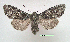  (Papestra brenda - UASM120801)  @14 [ ] Unspecified (default): All Rights Reserved  Unspecified Unspecified
