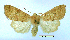  (Sunira decipiens - UASM126464)  @14 [ ] Unspecified (default): All Rights Reserved  Unspecified Unspecified