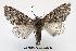  (Panthea virginarius - UASM24076)  @14 [ ] Unspecified (default): All Rights Reserved  Unspecified Unspecified
