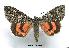  (Catocala faustina - UASM41352)  @14 [ ] Unspecified (default): All Rights Reserved  Unspecified Unspecified