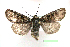  (Xestia maculata - UASM78757)  @13 [ ] Unspecified (default): All Rights Reserved  Unspecified Unspecified