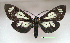  (Gnophaela vermiculata - UASM99695)  @14 [ ] Unspecified (default): All Rights Reserved  Unspecified Unspecified