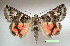  (Drasteria hastingsii - UASM99703)  @15 [ ] Unspecified (default): All Rights Reserved  Unspecified Unspecified