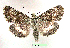  (Sympistis pudorata - UASM99707)  @15 [ ] Unspecified (default): All Rights Reserved  Unspecified Unspecified