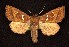  ( - CNCNoctuoidea6273)  @14 [ ] Unspecified (default): All Rights Reserved  Unspecified Unspecified