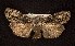  (Lithophane scottae - CNCNoctuoidea6281)  @12 [ ] Unspecified (default): All Rights Reserved  Unspecified Unspecified