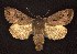  (Resapamea passer - CNCNoctuoidea6303)  @15 [ ] Unspecified (default): All Rights Reserved  Unspecified Unspecified